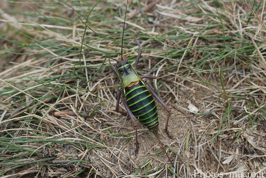 Ephippiger ephippiger diurnus